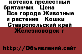 котенок прелестный британчик › Цена ­ 12 000 - Все города Животные и растения » Кошки   . Ставропольский край,Железноводск г.